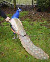 "Sapphire Emissary" Fibreglass Peacock Garden Sculpture with hand in shot for scale