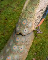"Sapphire Emissary" Fibreglass Peacock Garden Sculpture looking at tail
