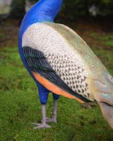 "Sapphire Emissary" Fibreglass Peacock Garden Sculpture close up of wing