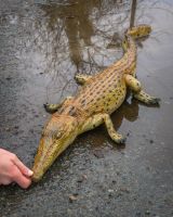 "Scaled Ambush" Fibreglass Crocodile Garden Sculpture with hand in shot for scale