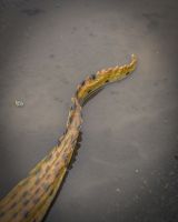 "Scaled Ambush" Fibreglass Crocodile Garden Sculpture close up of tail