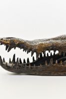 "Sobek" Cast Brass Crocodile Skull Sculpture close up of teeth