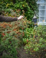 "Sunflower" Suncatcher Garden Stake large