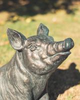‘Truffle’ the Pig Cast Aluminium Garden Sculpture head shot