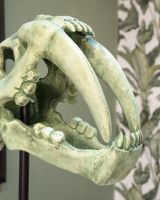 "Yukon" Sabre-Toothed Tiger Skull Cast Aluminium Home Ornament Close up of the Jaw and Teeth