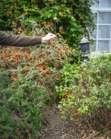 "Zest" Suncatcher Garden Stake large