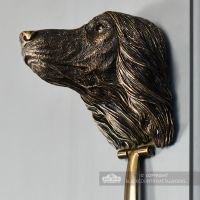 Close-up of the Face of the Afghan Hound Do"s Face
