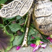 Close-Up of Detail on Wings & Body of Bumble Bee