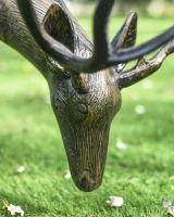 Close-Up of Detailed Antique Bronze "Roe" Grazing Buck Sculpture 