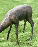 Grazing stag Side body view Grazing stag Side body view