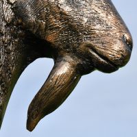 Close-up of the Detail on the Goat"s Face