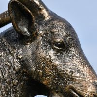 Close-up of the Detail on the Goat"s Face