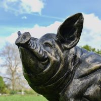 Close-up of the Pig"s Face Close-up of the Pig"s Face