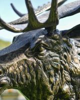 Close-Up of Moose Head on Antique Gold "Mickey Moose" Cast Aluminium Moose Garden Sculpture Close-Up of Moose Head on Antique Gold "Mickey Moose" Cast Aluminium Moose Garden Sculpture