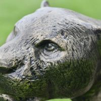 Close-up of the Cougar"s Face