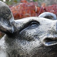 Close-up of the Antique Gold Finish on the Sitting Pig Sculpture Close-up of the Antique Gold Finish on the Sitting Pig Sculpture
