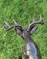 Close up of antlers on buck 