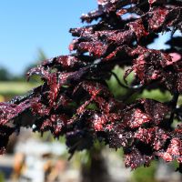 Metal & Wood Magical Tree Garden Sculpture 