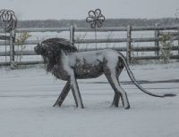 “Aslana Lioness" and "Prince of the Pride Lion” Garden Sculpture