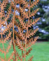 Autumnal Fern Garden Sculpture Close up of Leaves