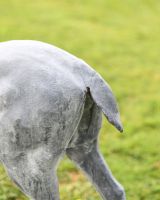 "Elkin" Lead Finished Cast Iron Stag Sculpture - Facing Left Back