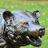 Close-up of the Face of the Bear Cub Close-up of the Face of the Bear Cub