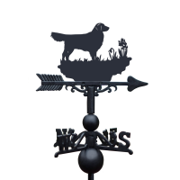 Golden Retriever on White Background Golden Retriever on White Background