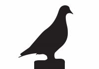 Pigeon Motif  Pigeon Motif