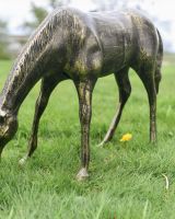 Close up of grazing foal"s shoulder