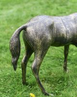Close up of grazing foal"s rear leg and tail