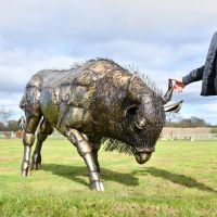 Bison Recycled Metal Sculpture to Scale