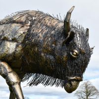 View of the side of the Bison"s Head