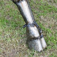 Close-up of the Feet on the Bison Recycled Metal Sculpture