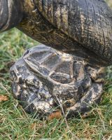 Close-up of the Base on the Brushed Gold Pelican Garden Sculpture