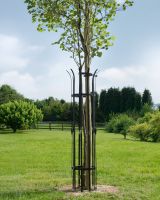 Black Metal Tree guard In Situ 