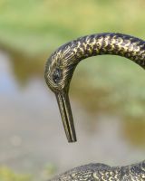 Close up of crane facing back head