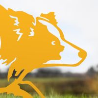 Close-up of the Head on the Border Collie Sheepdog Silhouette