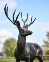 Close-Up of Bronze Cast Aluminium Standing Deer Sculpture - Facing Left