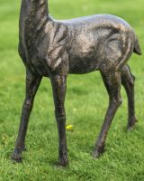 Close-up of the Legs on the Standing Stag