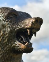 Close up of bear"s head Close up of bear"s head