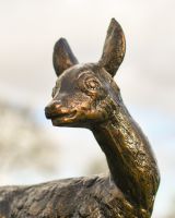 Close Up Of Doe Face Close Up Of Doe Face