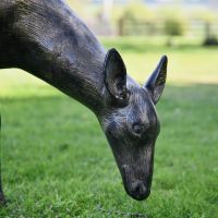 Close up of Doe Eating Grass 