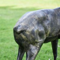 Close-up of the Brushed Gold Finish on the Standing Deer Sculpture