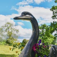 Close up of Brushed Gold Swan Head Close up of Brushed Gold Swan Head