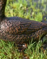 Close up of bronze sitting duck wing