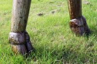 "Southern Saharan Cape” Buffalo Garden Sculpture 