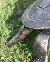 Close-Up of Detail on Cast Aluminium "Free Roam" Turtle Garden Sculpture