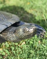 Close-Up of Cast Aluminium "Free Roam" Turtle Garden Sculpture