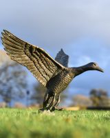 Cast Aluminum Flying Duck Garden Sculpture In Situ