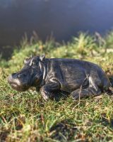 Cast Aluminium Harriet Hippo Garden Sculpture in situ